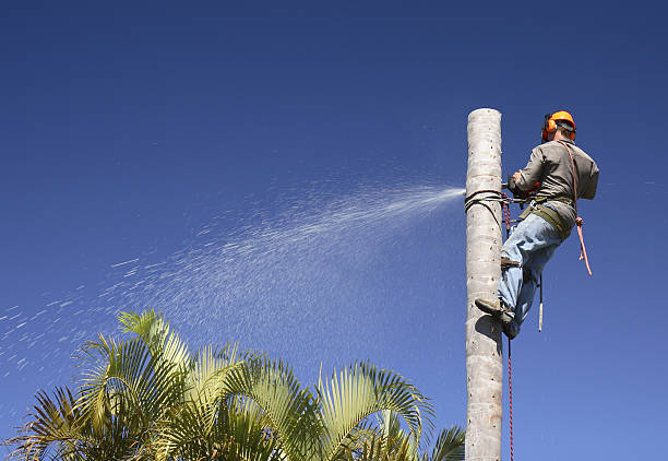 Best Tree Maintenance Programs  in San Manuel, AZ